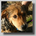 Allie was not too pleased to be having this bath, but she was much better outside than when Josh tried to give her the first bath at the house in the bathtub upstairs.