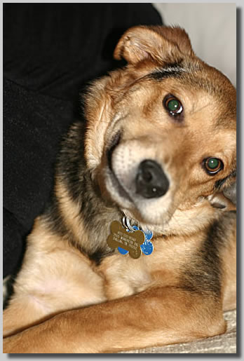 This is our newest addition to our family and her name is Allie.