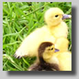 While going to garage sales one day we stopped and saw this cute little family off the side of the road.