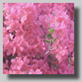 Rooty Jr. and the Azaleas