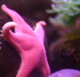 starfish